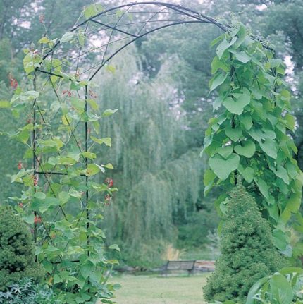 Monet Arch