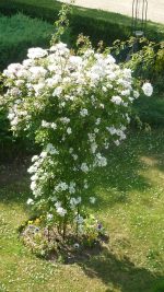 Large Tuteur - Image 4