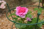 Peony Plant Support - Image 3