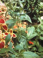 Bunch supports - Image 3