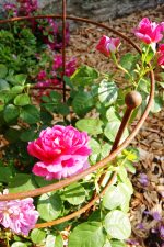Peony Plant Support - Image 2