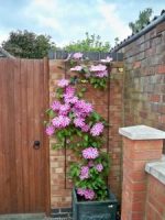Regent Wall Trellis - Image 3