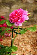 Single Stem Supports (Pack of 4) - Image 2