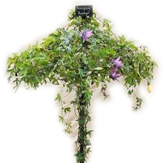 Single-Stem-Tuteur Single Stem Tuteur - Image 1
