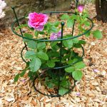 Peony Plant Support