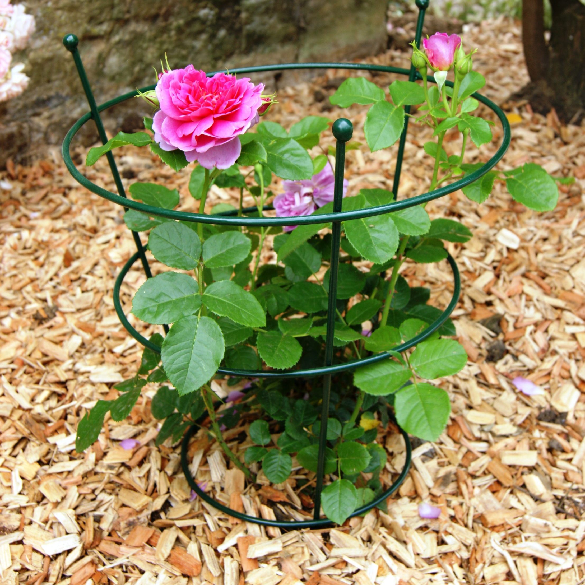 peonysupportrose.ps77 Peony Plant Support - Image 1