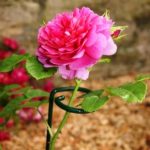 Single Stem Supports