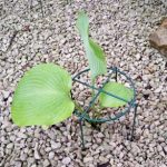 Simple grow through ring